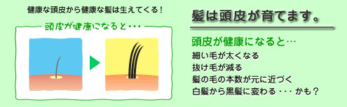 ハーブマジック頭皮洗浄 http://www.ankh-jp.com