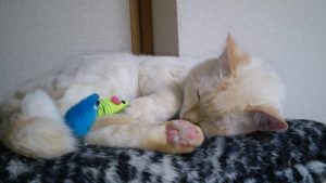 猫　オキシトシン　https://www.ankh-jp.com/owners-blog/