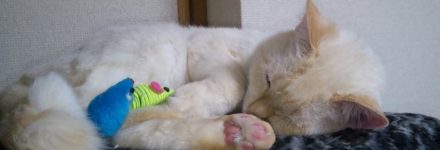 猫　オキシトシン　http://www.ankh-jp.com/owners-blog/