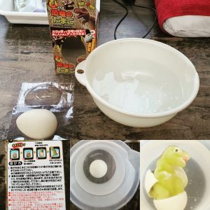 Dinosaur egg incubation process  http://www.ankh-jp.com