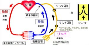 リンパ循環　http://www.ankh-jp.com