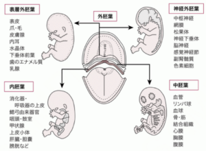 肺葉型と体質 https://www.ankh-jp.com/owners-blog/03essential-beauty/9417/