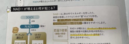 若々しさの鍵は「ミトコンドリア」にあった 〜今注目の成分NMNとは？〜